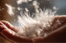 最高品質グースダウン